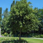 Tilia Platyphillos Tilia Platyphillos