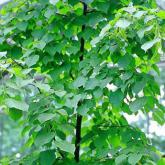 Tilia Europaea Pallida Tilia Europaea Pallida
