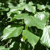 Tilia Cordata Tilia Cordata
