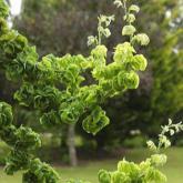 Sophora Japonica Dot Sophora Japonica Dot