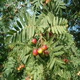 Sorbus Domestica Sorbus Domestica