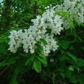 Robinia Pseudoacacia Robinia Pseudoacacia