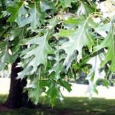 Quercus Rubra Borealis