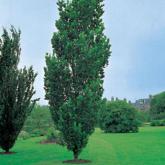 Quercus Robur Fastigiata Quercus Robur Fastigiata