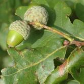 Quercus Robur Quercus Robur