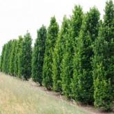 Quercus Fastigiata Koster Quercus Fastigiata Koster