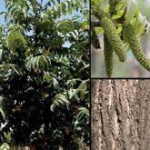 Pterocarya Fraxinifolia Pterocarya Fraxinifolia