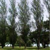 Populus Alba Pyramidalis Populus Alba Pyramidalis