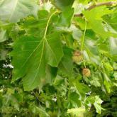 Platanus X Acerifolia