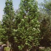 Liriodendron Tulipifera Fastigiata Liriodendron Tulipifera Fastigiata