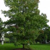 Liquidambar Styraciflua Liquidambar Styraciflua