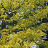 Gleditsia Triacanthos Sunburst