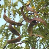 Gleditsia Triacanthos Shademaster Gleditsia Triacanthos Shademaster