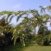 Gleditsia Triacanthos Inermis Gleditsia Triacanthos Inermis