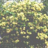 Fraxinus Ornus Fraxinus Ornus