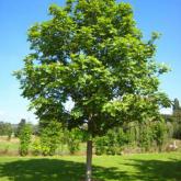 Fraxinus Excelsior Fraxinus Excelsior