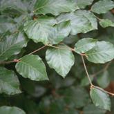 Fagus Sylvatica Fagus Sylvatica