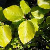 Fagus Sylvatica Zlatia Fagus Sylvatica Zlatia