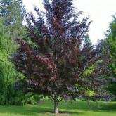 Fagus Sylvatica Riversii Fagus Sylvatica Riversii