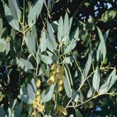 Eucalyptus Gunnii