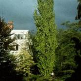 Fagus Sylvatica Dawyck Fagus Sylvatica Dawyck