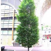 Carpinus Betulus