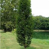 Carpinus Betulus Fastigiata = Pyramidalis Carpinus Betulus Fastigiata = Pyramidalis