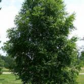 Betula Pendula = Verrucosa