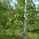 Betula Utilis Jacquemontii Betula Utilis Jacquemontii