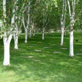 Betula Utilis Doorenbos Betula Utilis Doorenbos