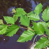 Betula Nigra Betula Nigra