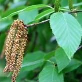 Betula Lenta Betula Lenta