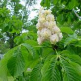 Aesculus Hippcastananum Baumannii Aesculus Hippcastananum Baumannii