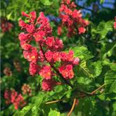 Aesculus Carnea Briotti Aesculus Carnea Briotti