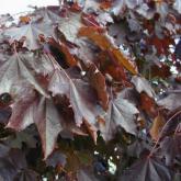 Acer P. Shwedleri Nigra