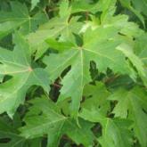 Acer Saccharinum Pyramidalis Acer Saccharinum Pyramidalis