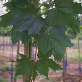 Acer Platanoides Acer Platanoides