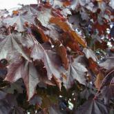 Acer P. Crimson King Acer P. Crimson King