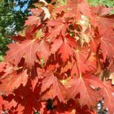 Acer Freemanii Celzam Acer Freemanii Celzam