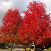 Acer Freemanii Autumn Blaze