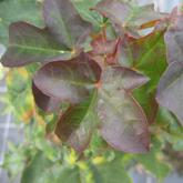Acer Cappadocium Rubrum