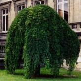 Sophora Japonica Pendula Sophora Japonica Pendula