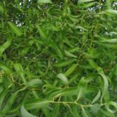 Salix Matsudana Tortuosa
