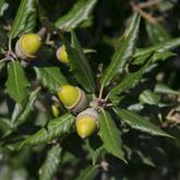 Quercus Ilex Quercus Ilex