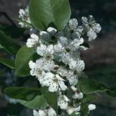 Pyrus Calleryana Chanticleer