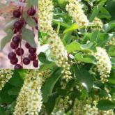 Prunus Virginiana Prunus Virginiana