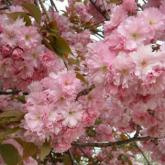 Prunus Serrulata Kanzan Prunus Serrulata Kanzan