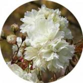 Prunus Serrulata Ukon Prunus Serrulata Ukon