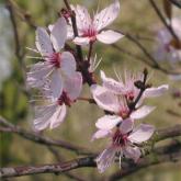Prunus Cerasifera Atropurpurea