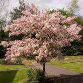 Prunus Accolade Prunus Accolade